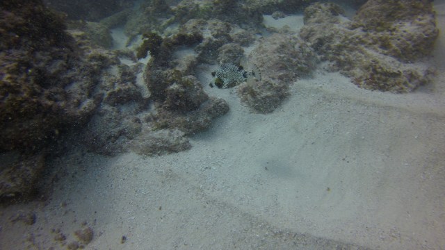 DCIM100GOPROG0030062.