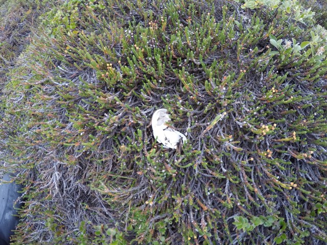 DCIM100GOPROGOPR0523.