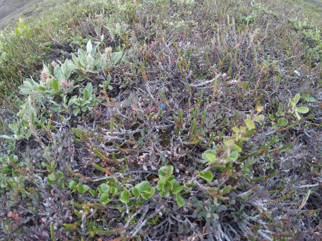 DCIM100GOPROGOPR0524.