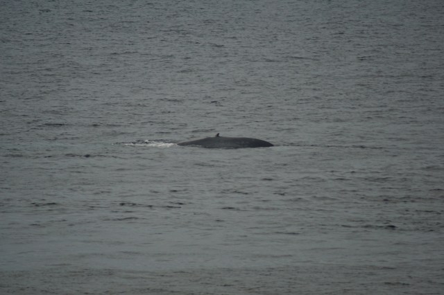 whale 1